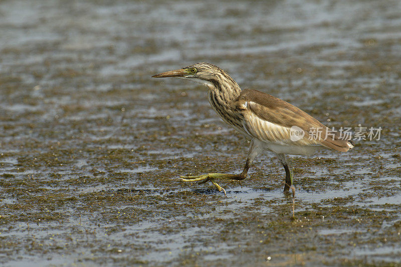 幼斑鹭(Ardeola ralloides)